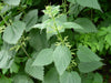 Load image into Gallery viewer, Dried Stinging Nettle Leaves &amp; Stem 20g Heal Arthritis, Allergies &amp; Inflammation