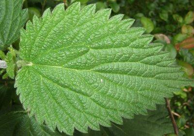 Dried Stinging Nettle Leaves & Stem 20g Heal Arthritis, Allergies & Inflammation
